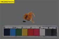 藏品(短指和尚蟹)的圖片